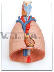 Lung Model with larynx, 7 part